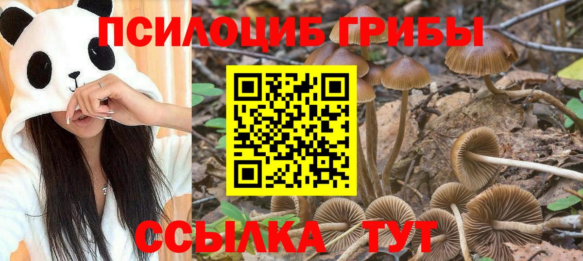 Галлюциногенные грибы Cubensis  Вход с VPN  Кудрово 